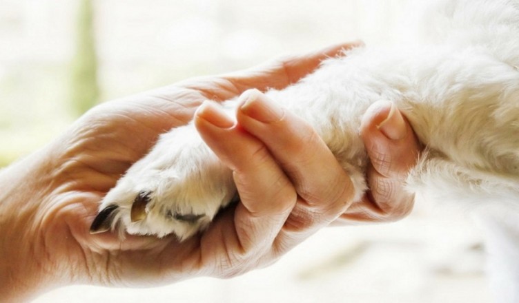 pet terapy