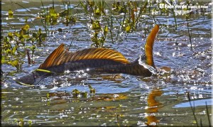 NATURA CANTERNO 2