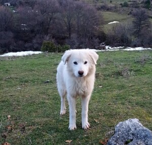 CANE ABBANDONATO SALVATO CARABINIERI FORESTALI