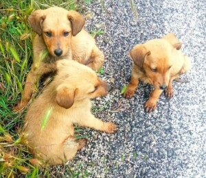 cuccioli abbandonati fontana liri...