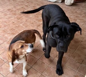 cani scomparsi san rocco sora
