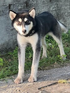 cucciolo husky sora