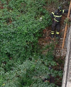 VIGILI DEL FUOCO ISOLA SALVANO GATTINO 2