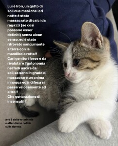 iron gatto boville