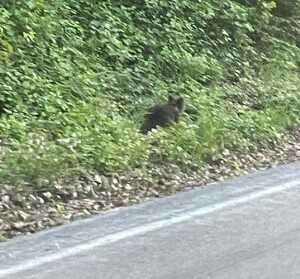 cucciolo orso strada