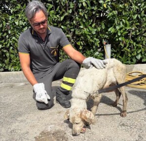 Castelliri, i Vigili del Fuoco di Sora salvano un cane intrappolato in un tunnel