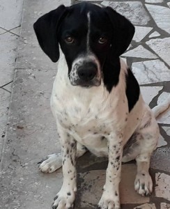 CANE MORTO MSGC...