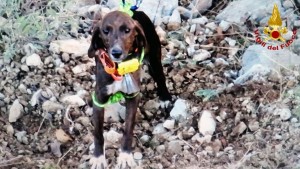 cane recuperato supino vigili del fuoco