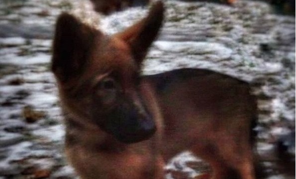 Cucciolo per non dim. Diesel