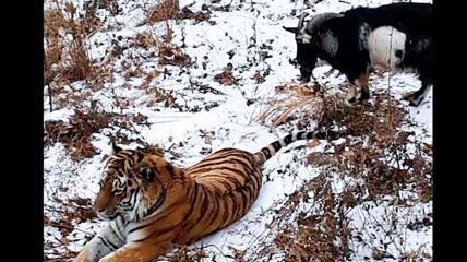 tigr_capre-kgNG-U106023747405885Q-428x240@LaStampa.it