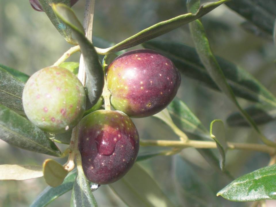 oliva itrana