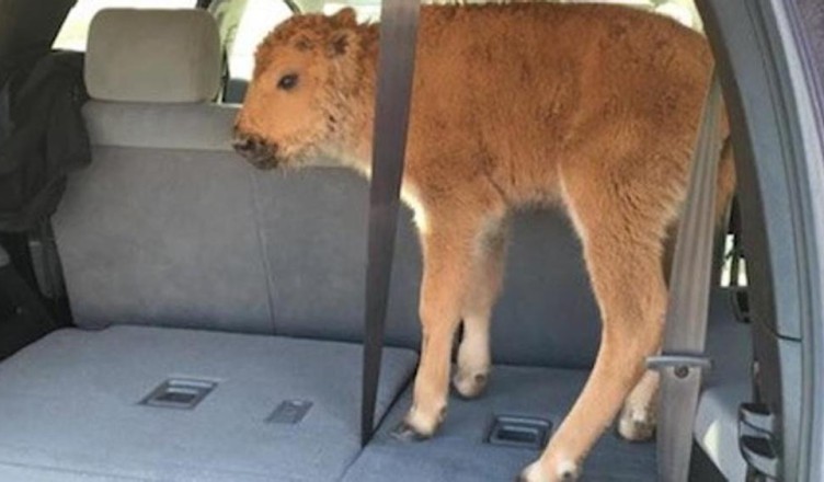 bisonte