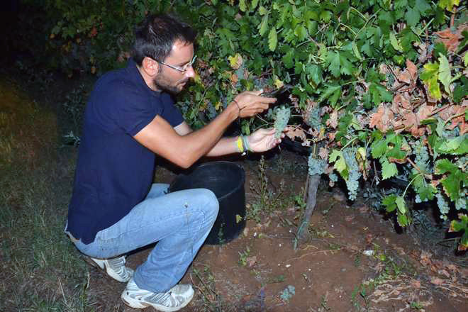 VENDEMMIA NOTTURNA FERRETTI