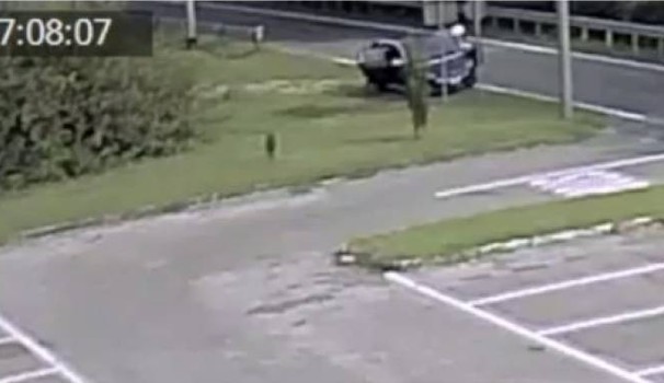 video abbandono cane