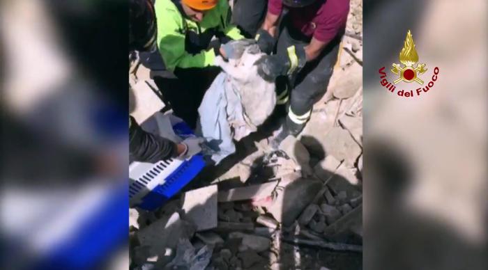 Sisma: 16 giorni sotto macerie, in salvo il gatto Pietro