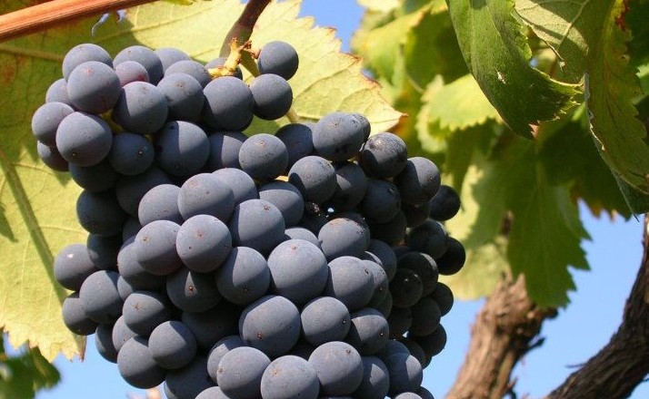 uva-cori