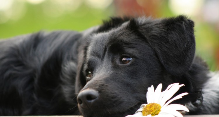 cane-bellissimo
