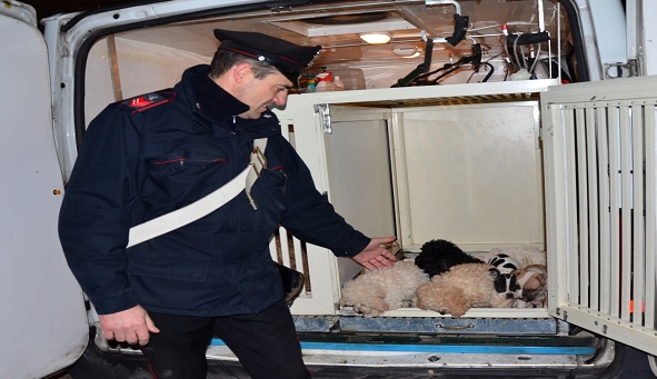 sequestro-cuccioli-pontecorvo