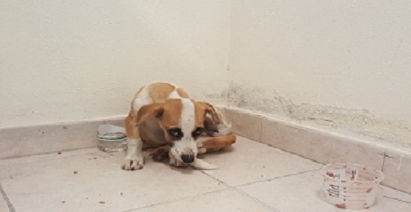 cagnolino-salvato-polizia