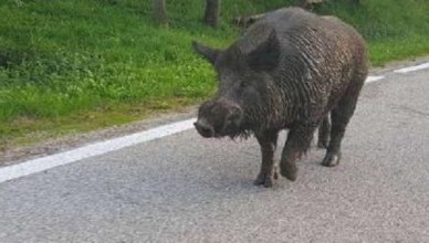 cinghiale2