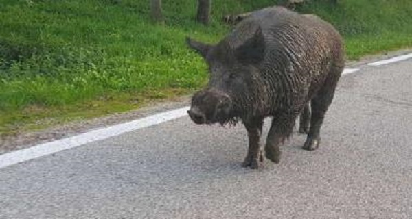 cinghiale2