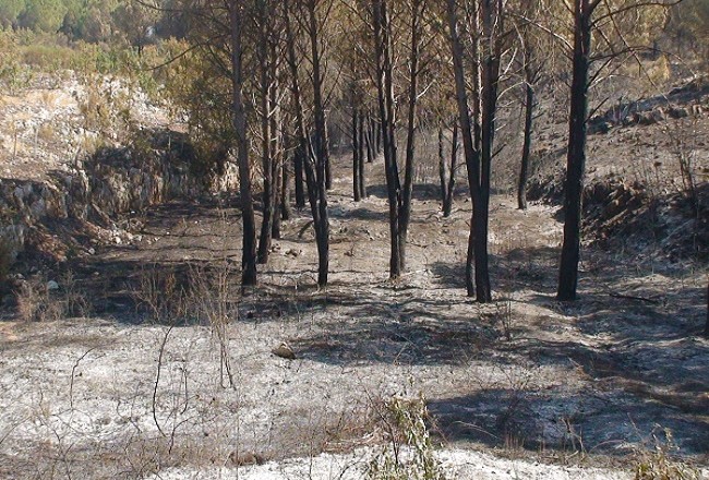 bagnara-incendio