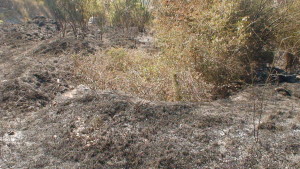 dsc00887