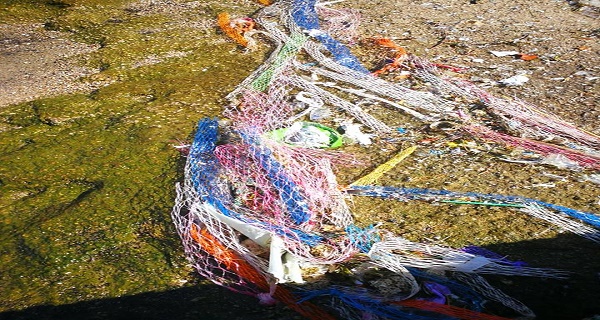 retini-formia