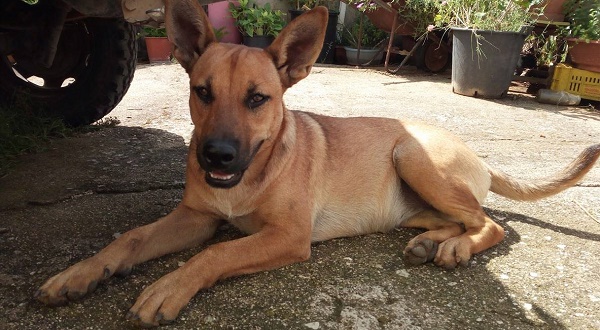 cagnolina-avvelenata