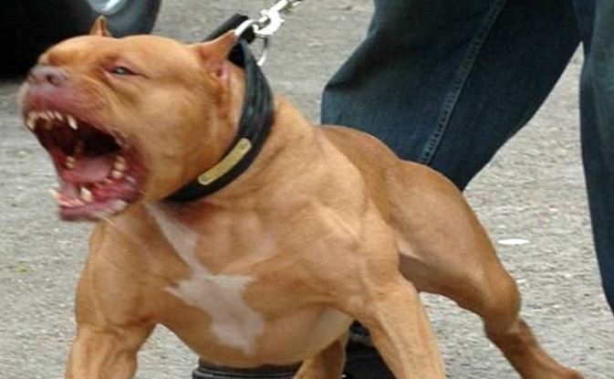 pit-bull-aggressivo