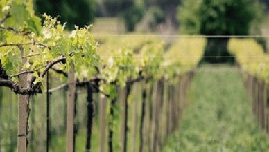 vigneti2