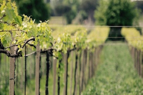 vigneti2