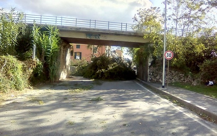 albero-caduto