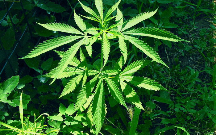 cannabis-piante