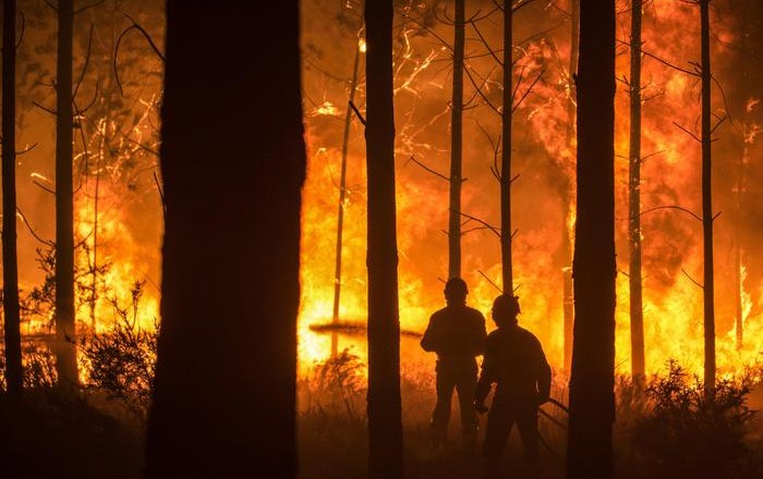 Forest fire in Vieira de Leiria