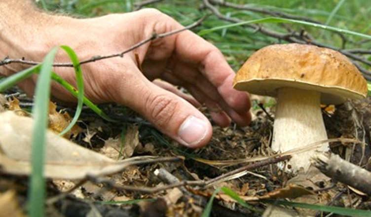 raccogliere-funghi