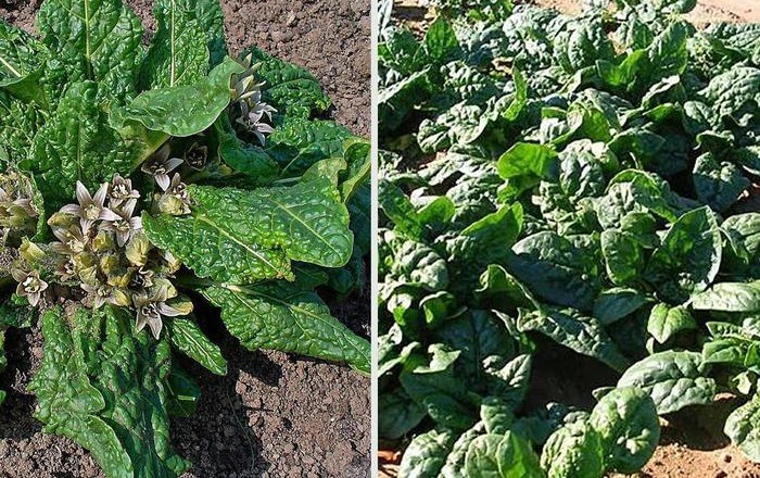 La mandragora (sx) e lo spinacio (dx)