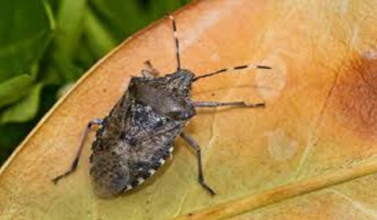 cimice-asiatica