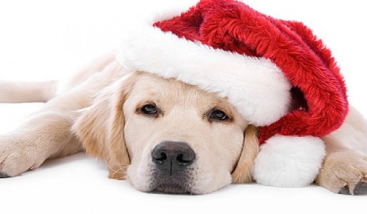 cucciolo-natale2