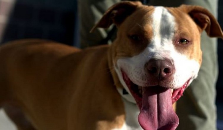 pitbull