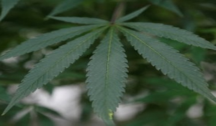 cannabis