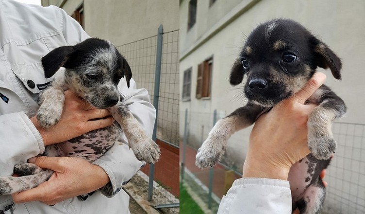 cuccioli-cane