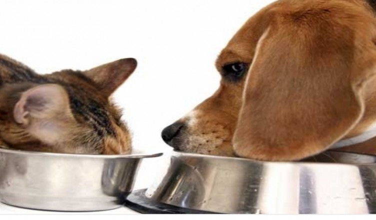 cibo-cani-e-gatti