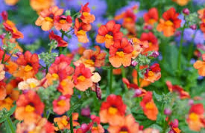 fiori