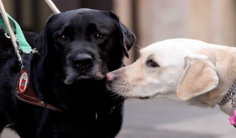labrador-therapy
