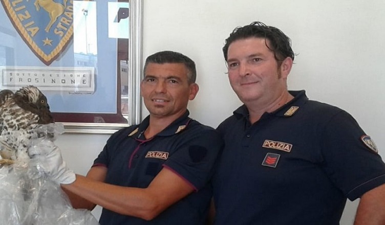 recupero-rapace-stampa
