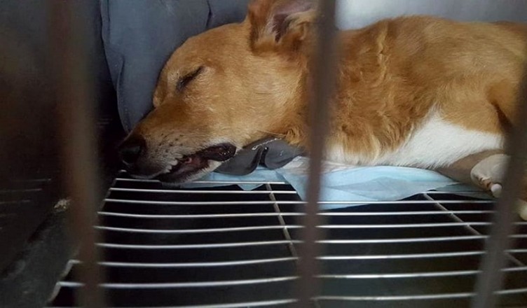 cane-morto2