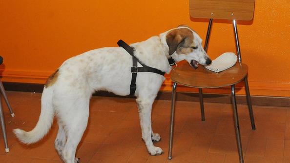 cani-diabetici