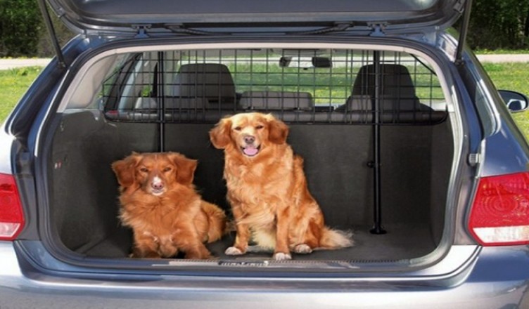 cani-viaggio