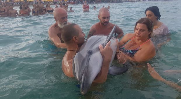 delfino-in-spiaggia
